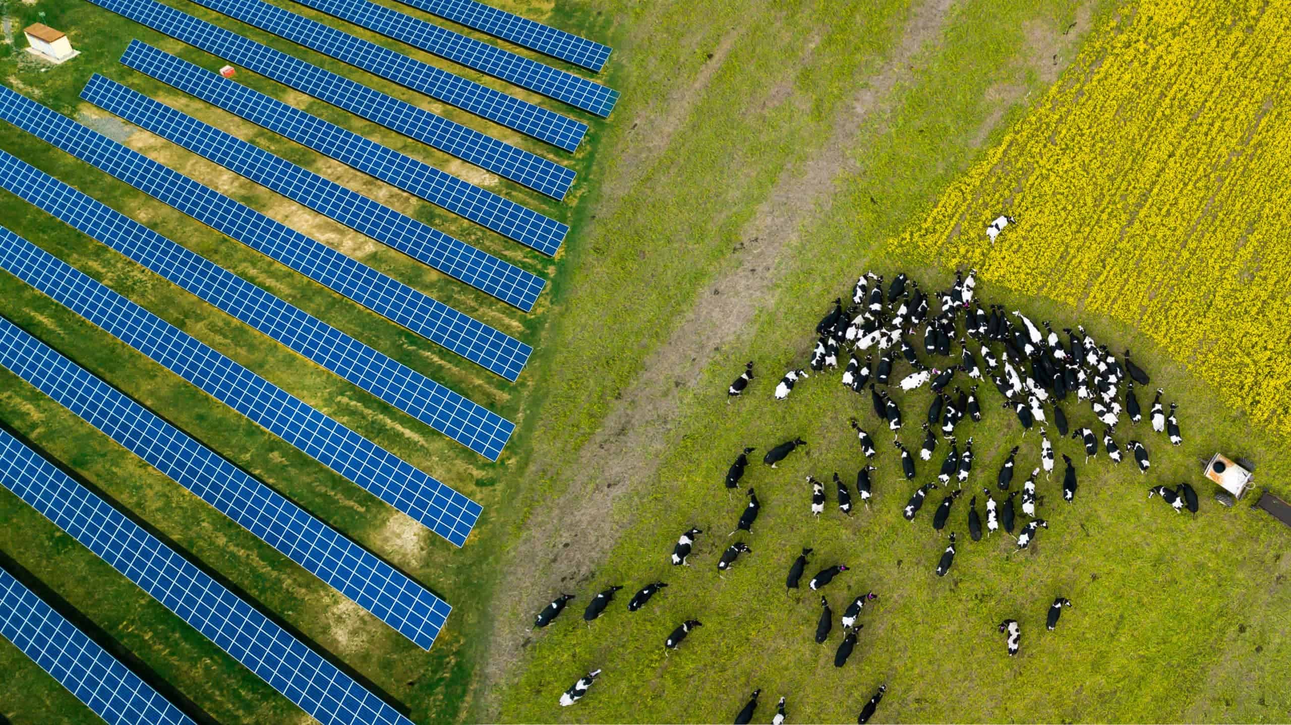 A Herd Of Cows Grazing Near A Solar Power Plant Scaled 1