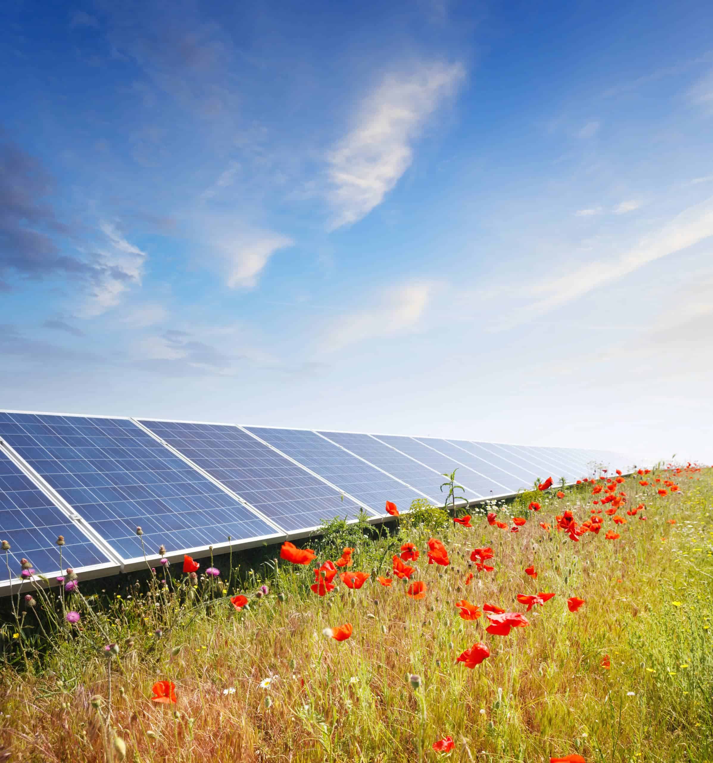 Solar Panels In Poppy Field Scaled 1